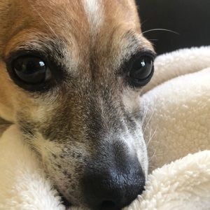 Meet your Posher, Sienna